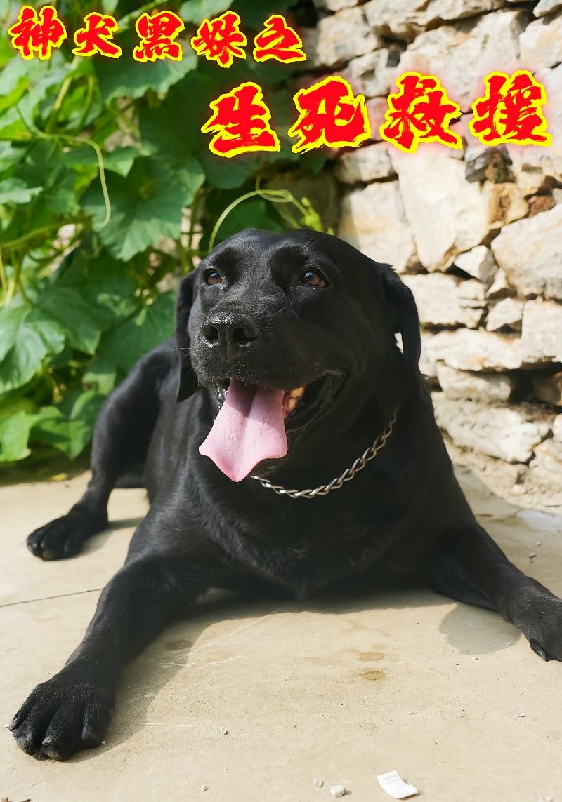 神犬黑妹之生死救援