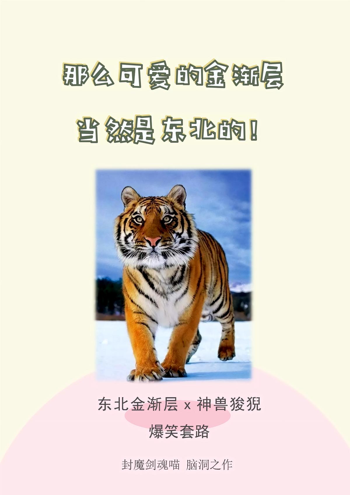 那么可爱的金渐层当然是东北的