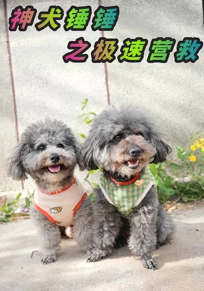神犬锤锤之极速营救