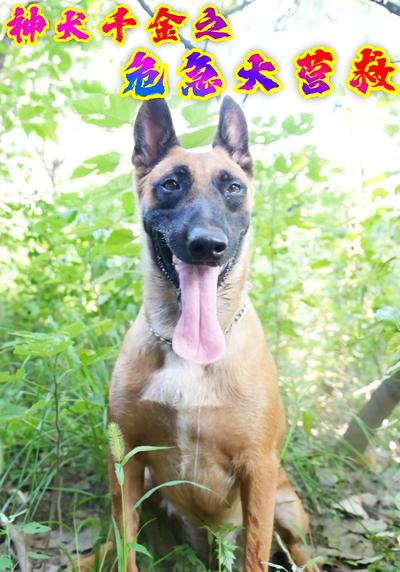 神犬千金之危急大营救