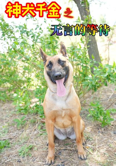 神犬千金之无言的等待