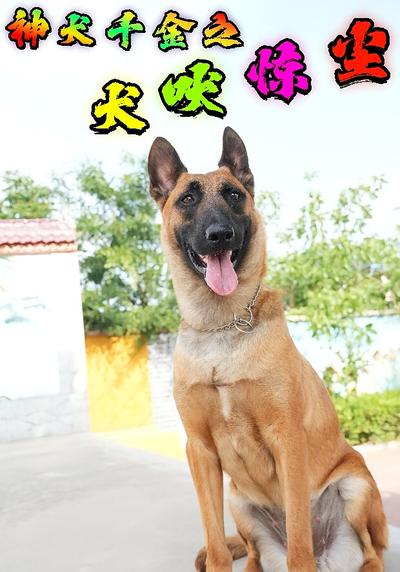 神犬千金之犬吠惊尘