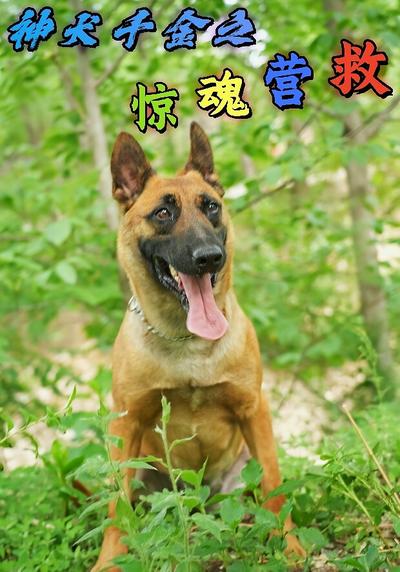神犬千金之惊魂营救