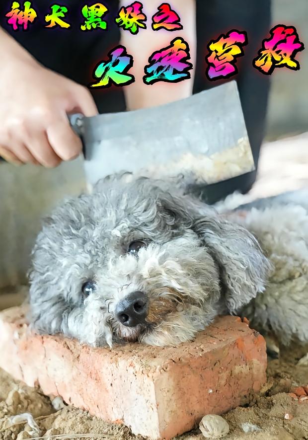 神犬黑妹之火速营救