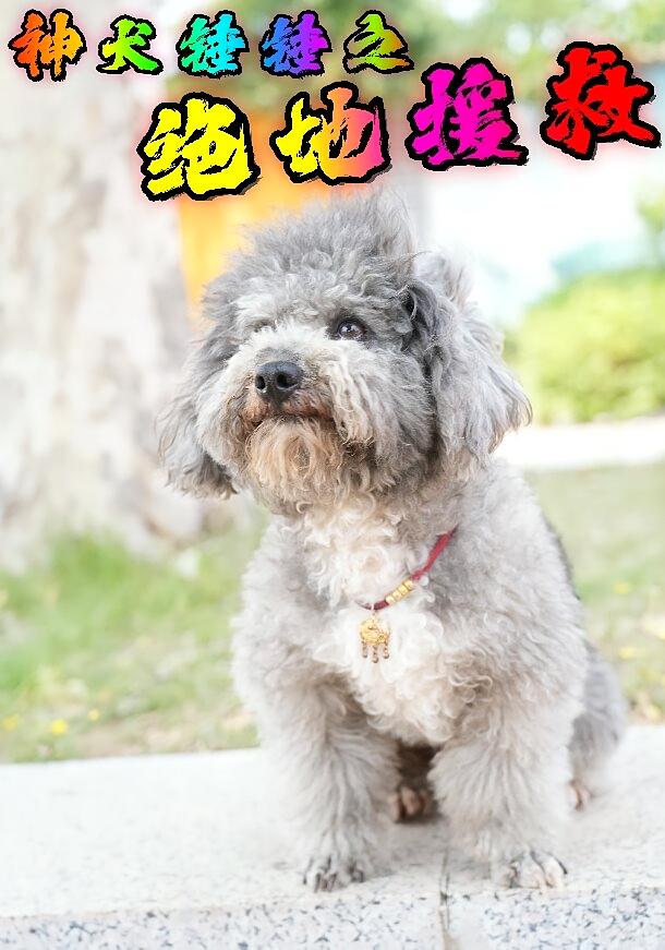 神犬锤锤之绝地援救