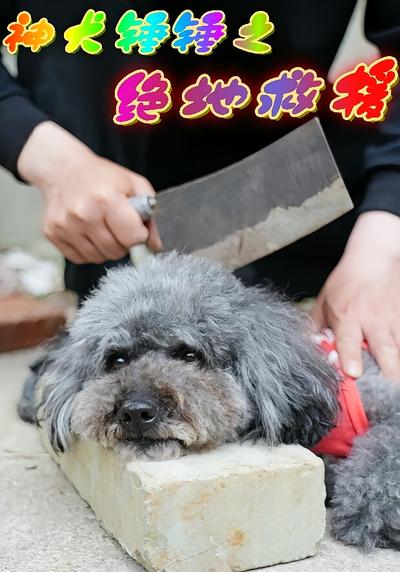 神犬锤锤之绝地救援