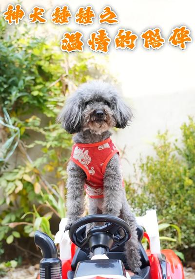 神犬锤锤之温情的陪伴