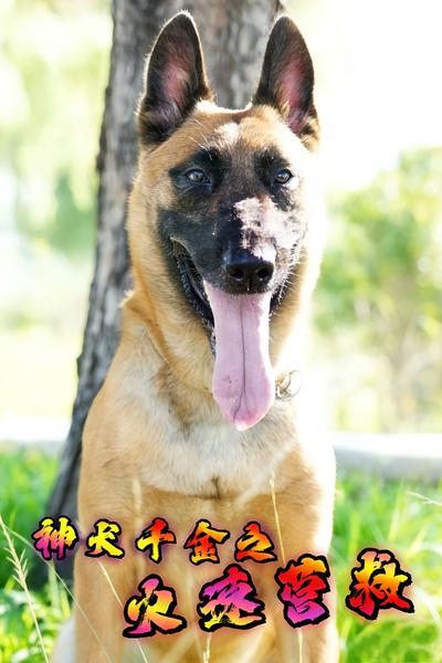 神犬千金之火速营救