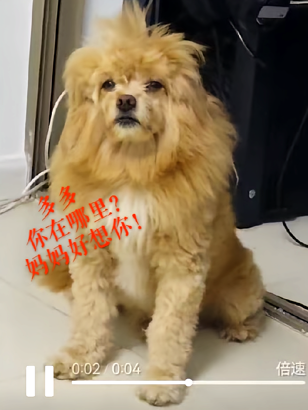 多多，你在哪里？妈妈好想你！