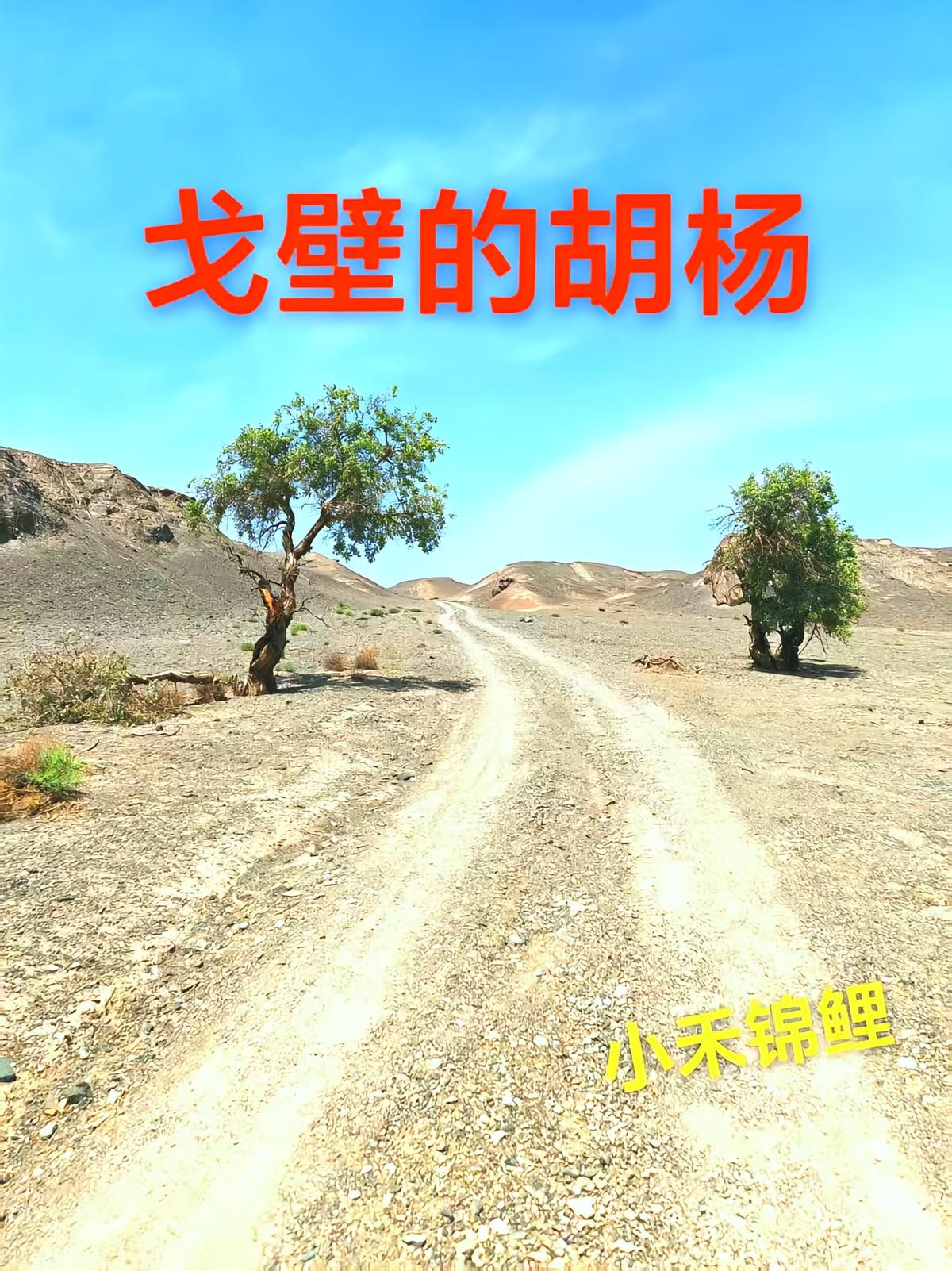 戈壁的胡杨