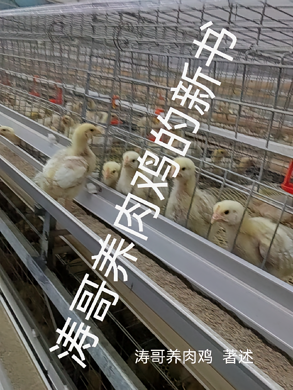 涛哥养肉鸡的新书