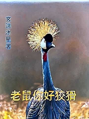 老鼠你好狡猾