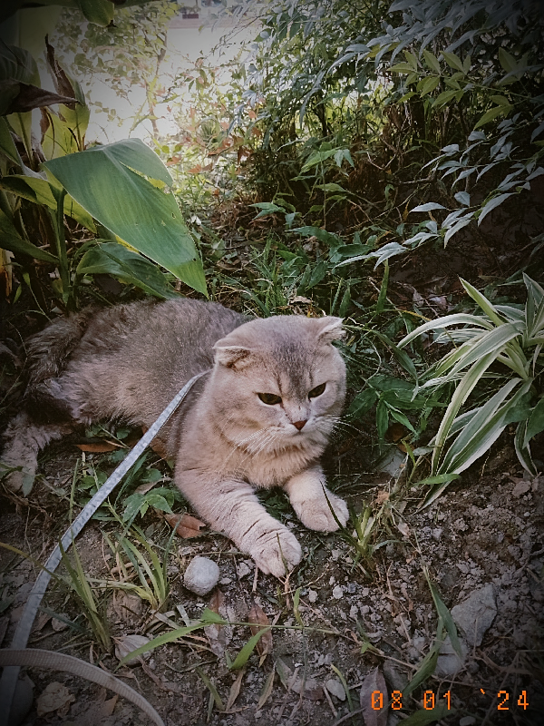 猫咪奇缘