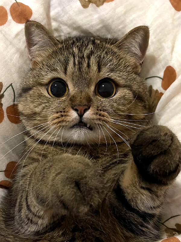 小猫平安